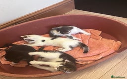 Mixed Breed cats for sale: Kittens seeking 5⭐️ forever homes - Image 15