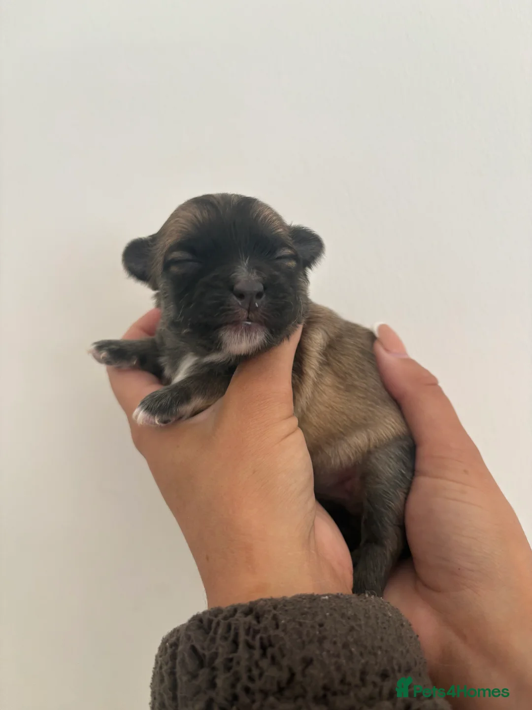 Chihuahua dogs for sale: Long hair chihuahua puppies - Advert 6