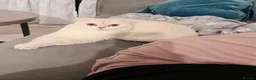 Scottish Fold cats for sale: White Scottish female looking for loving home - Advert 14