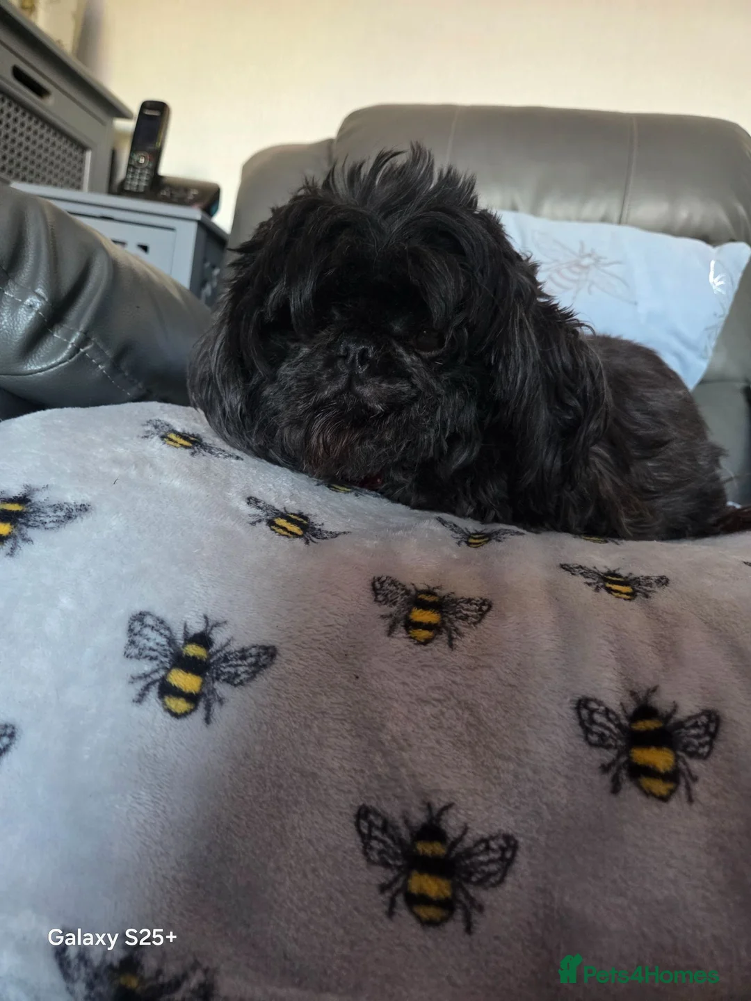 Shihpoo dogs for sale: READY NOW Absolutely beautiful litter of shihpoo  - Advert 2