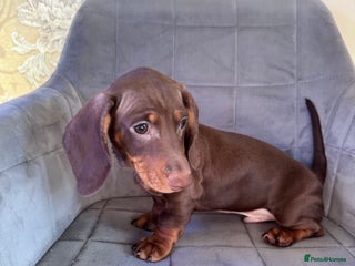 Miniature Dachshund dogs “READY NOW” KC Miniature Dachshund 🐾🐾🐾 - Advert 5