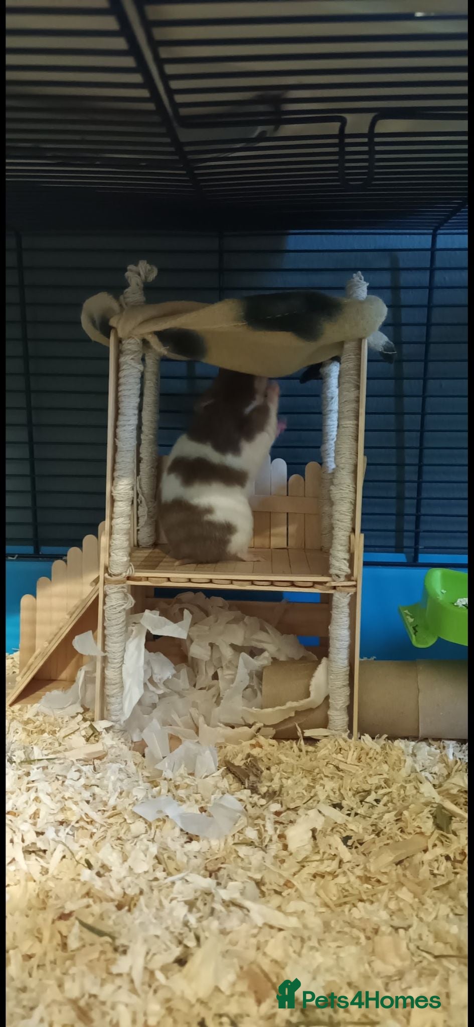 Hamster rodents Georgous female syrian hamster - Advert 1