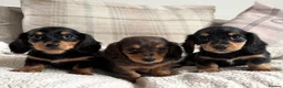 Miniature Dachshund dogs for sale: BEAUTIFUL LONGHAIR PRA CLEAR & KC REG MINIS - Advert 4