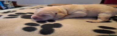 Labrador Retriever 6