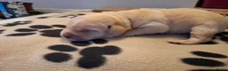 Labrador Retriever dogs for sale: Beautiful Kennel Club Registered Labrador Puppies in Ayr - Advert 23