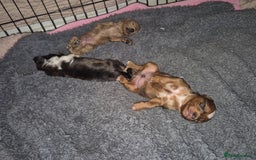 Mixed Breed dogs for sale: Cockapoochis For Sale - Image 7