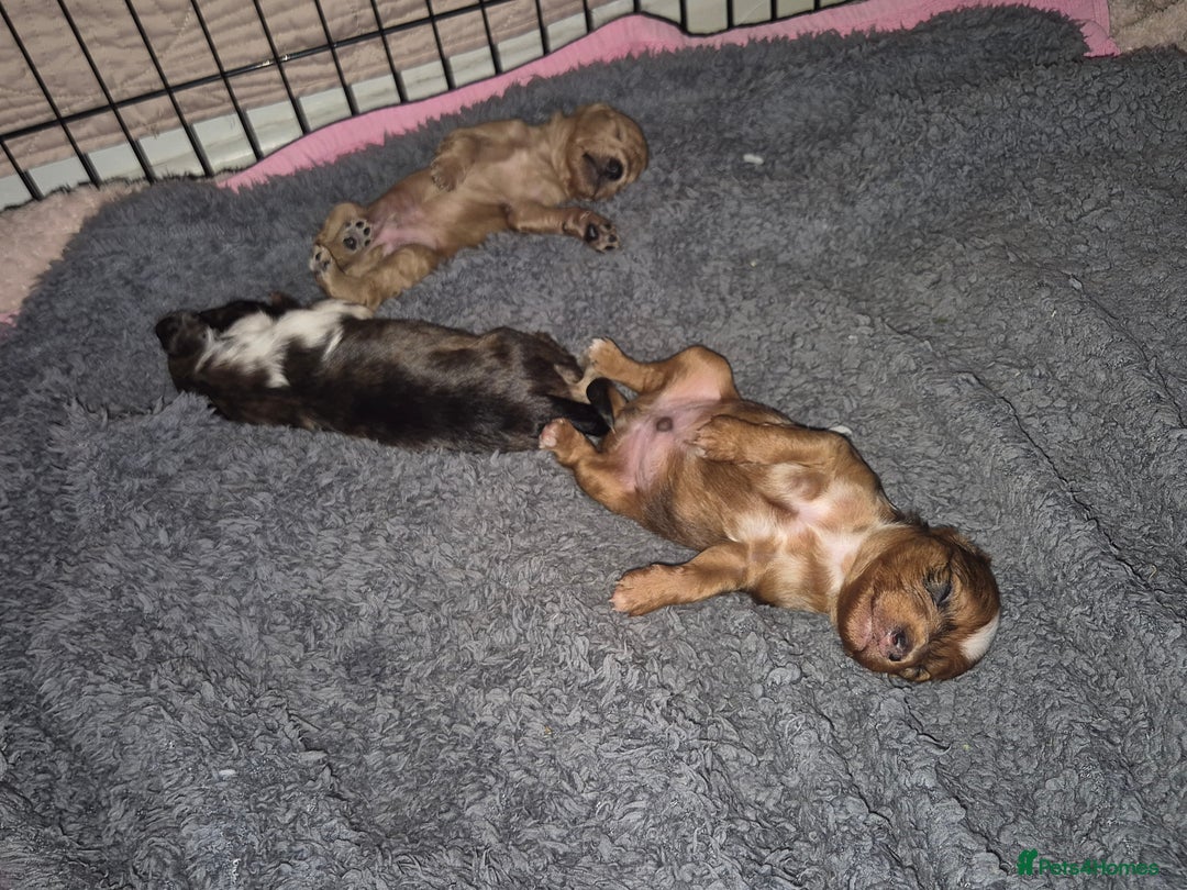 Mixed Breed dogs for sale: Cockapoochis For Sale - Image 7