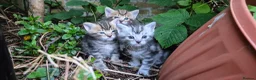 Mixed Breed cats for sale: Maine Coon Cross fluffy kittens - Advert 7