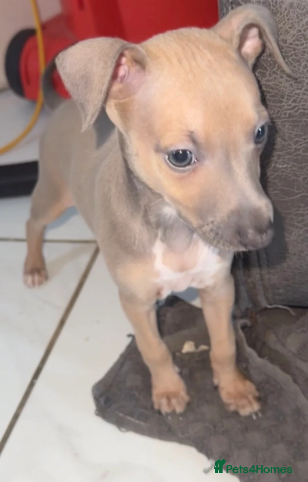 Italian Greyhound dogs for sale: (Only  girls)KC registered Italian greyhounds -  - Advert 2