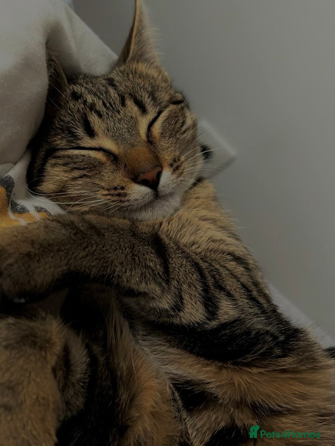 Mixed Breed cats for sale: Beautiful Calico Kittens 🥰💝 - Advert 10