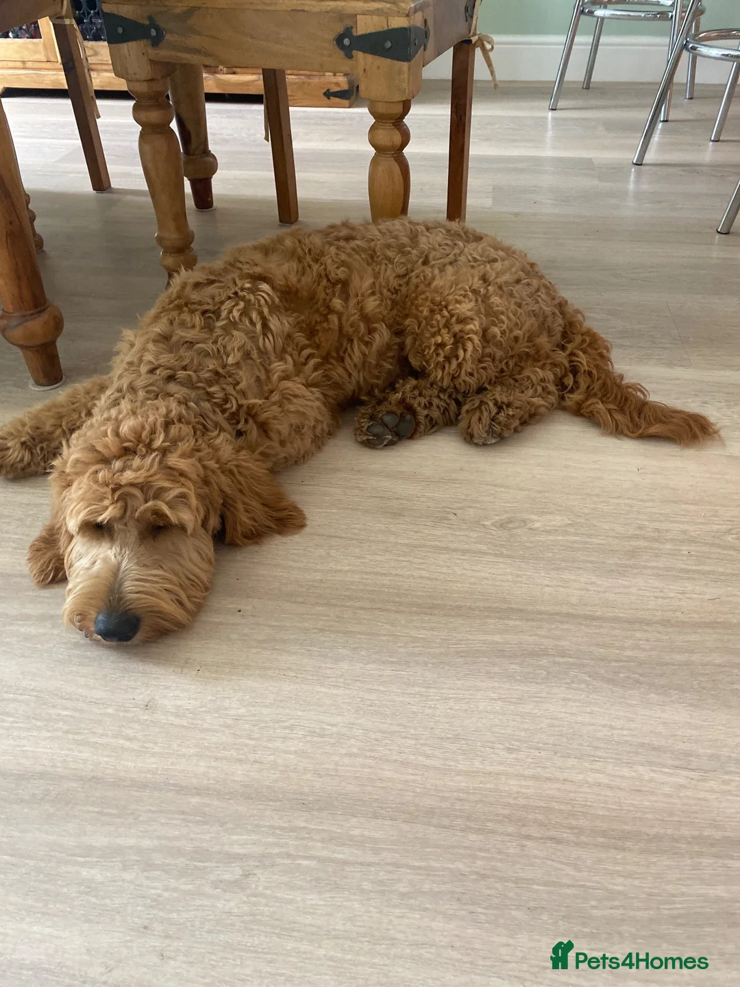 Goldendoodle dogs for sale: Cooper - Advert 1