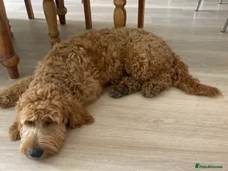 Goldendoodle dogs Cooper - Advert 8