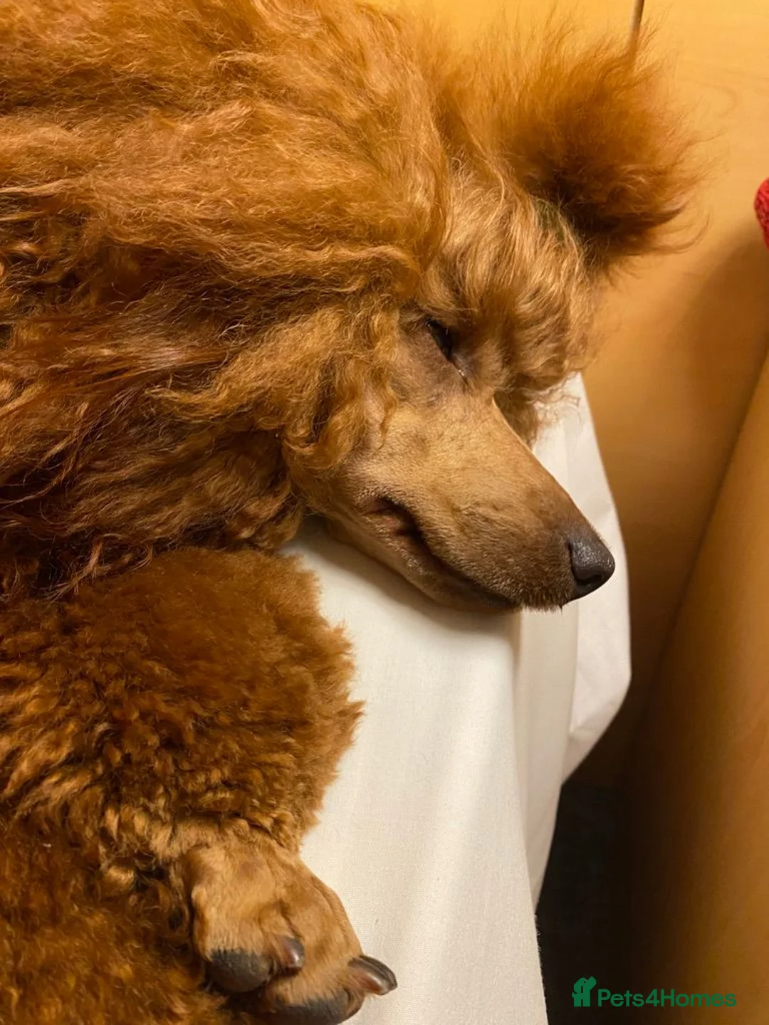 Miniature Poodle dogs for sale: Stunning 6 gen red puppies, DNA clear,  - Advert 12