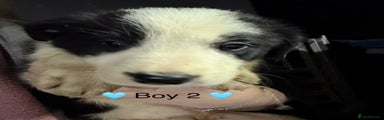 Border Collie Puppy 2