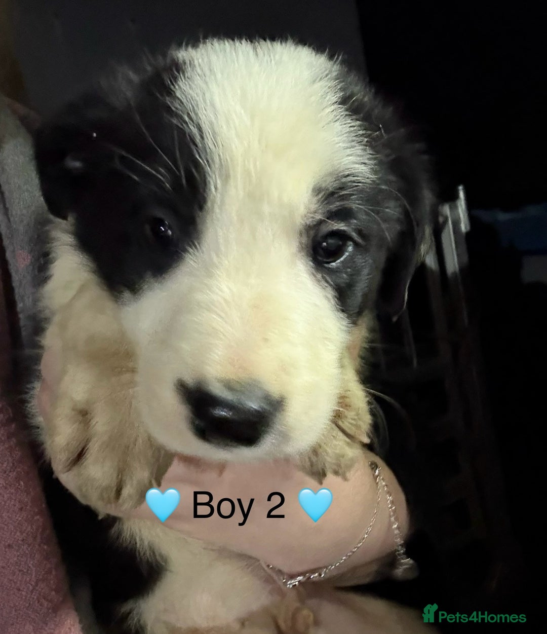 Border Collie dogs for sale: 6 Border Collie Puppies - Advert 1