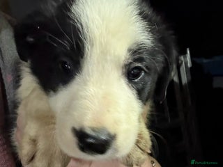 Border Collie dogs 6 Border Collie Puppies - Advert 16