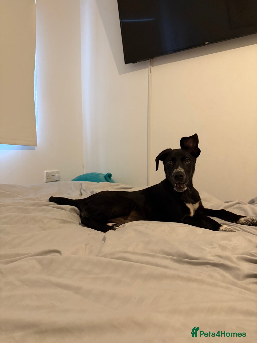 Mixed Breed dogs for sale: 16 week old weimaraner x siberian husky female pup - Image 2