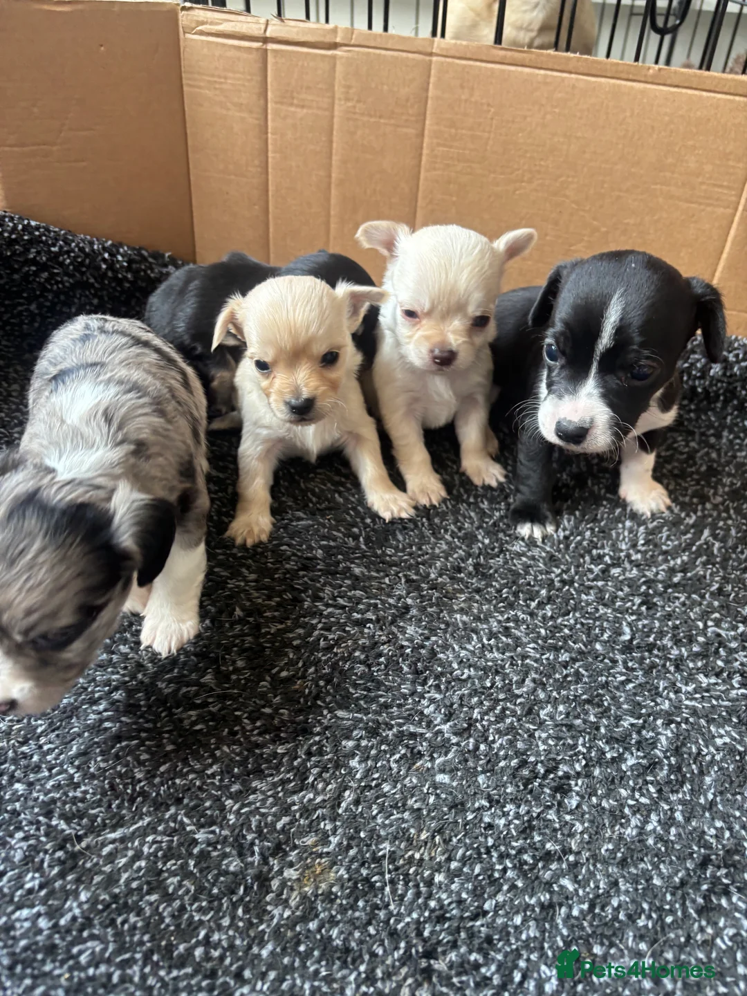 Chihuahua dogs for sale: CHIHUAHUA PUPS AVAILBE 9TH APRIL - Advert 1
