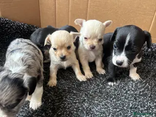 Chihuahua dogs CHIHUAHUA PUPS AVAILBE 9TH APRIL - Advert 14