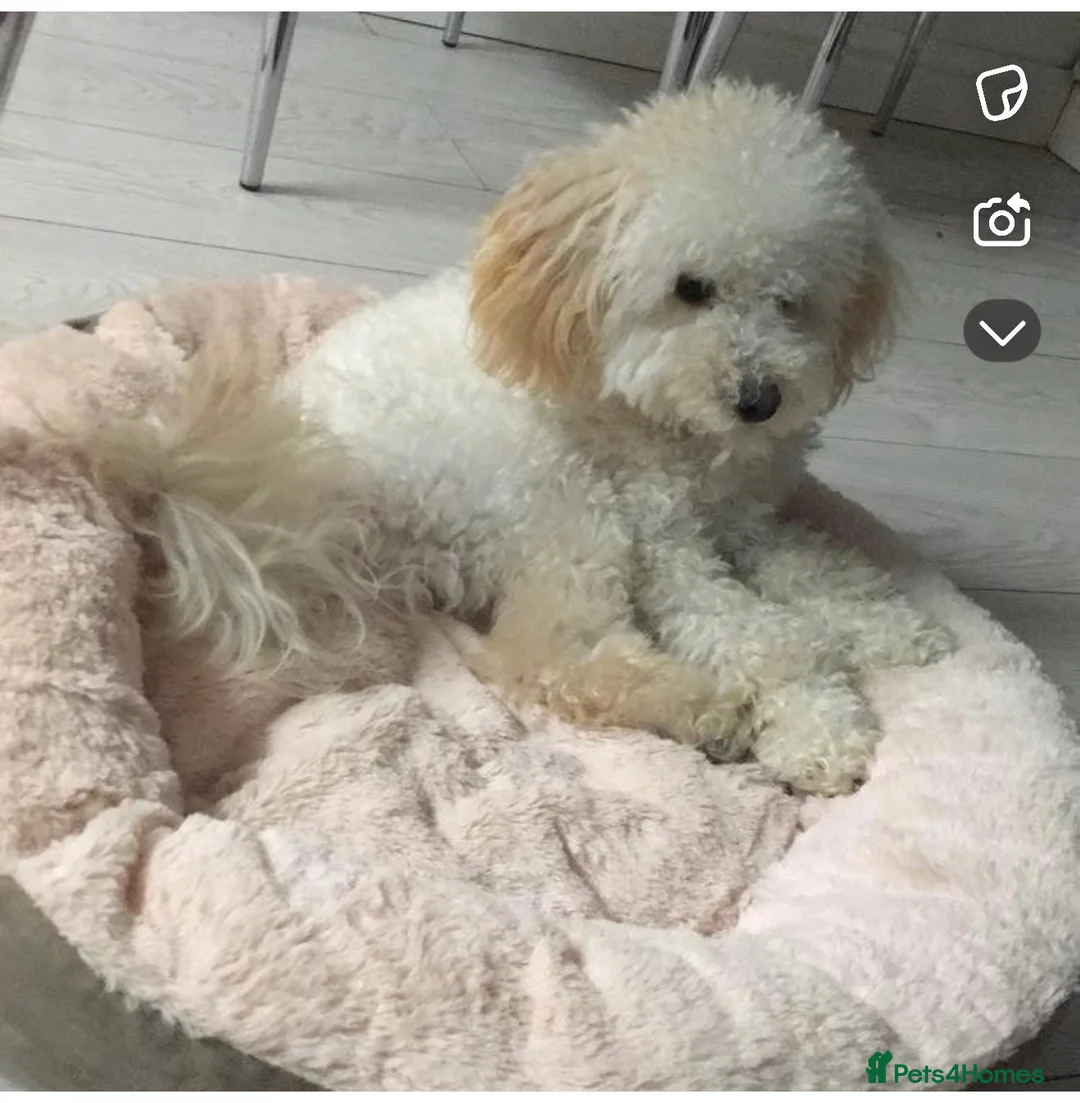 Toy Poodle dogs for sale: Toy Poodle Puppies  - Advert 2