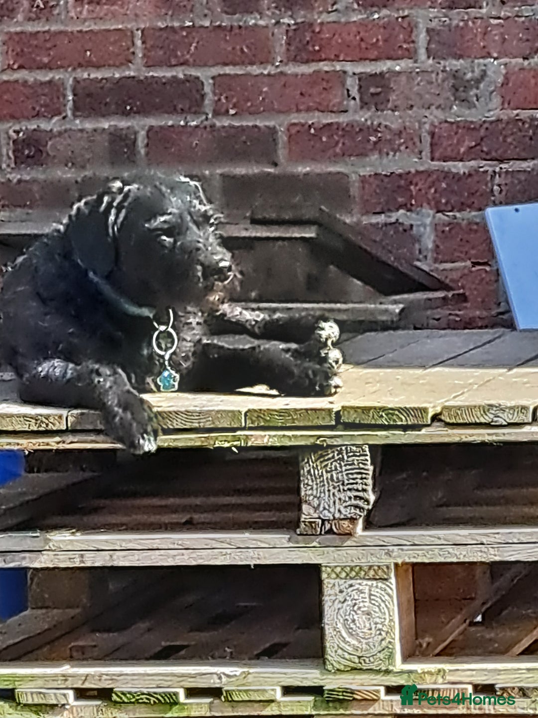 Mixed Breed dogs for sale: Jackapoo for sale - Image 2