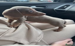 Miniature Dachshund dogs for sale: Isabella and tan miniature dachshund  - Advert 3