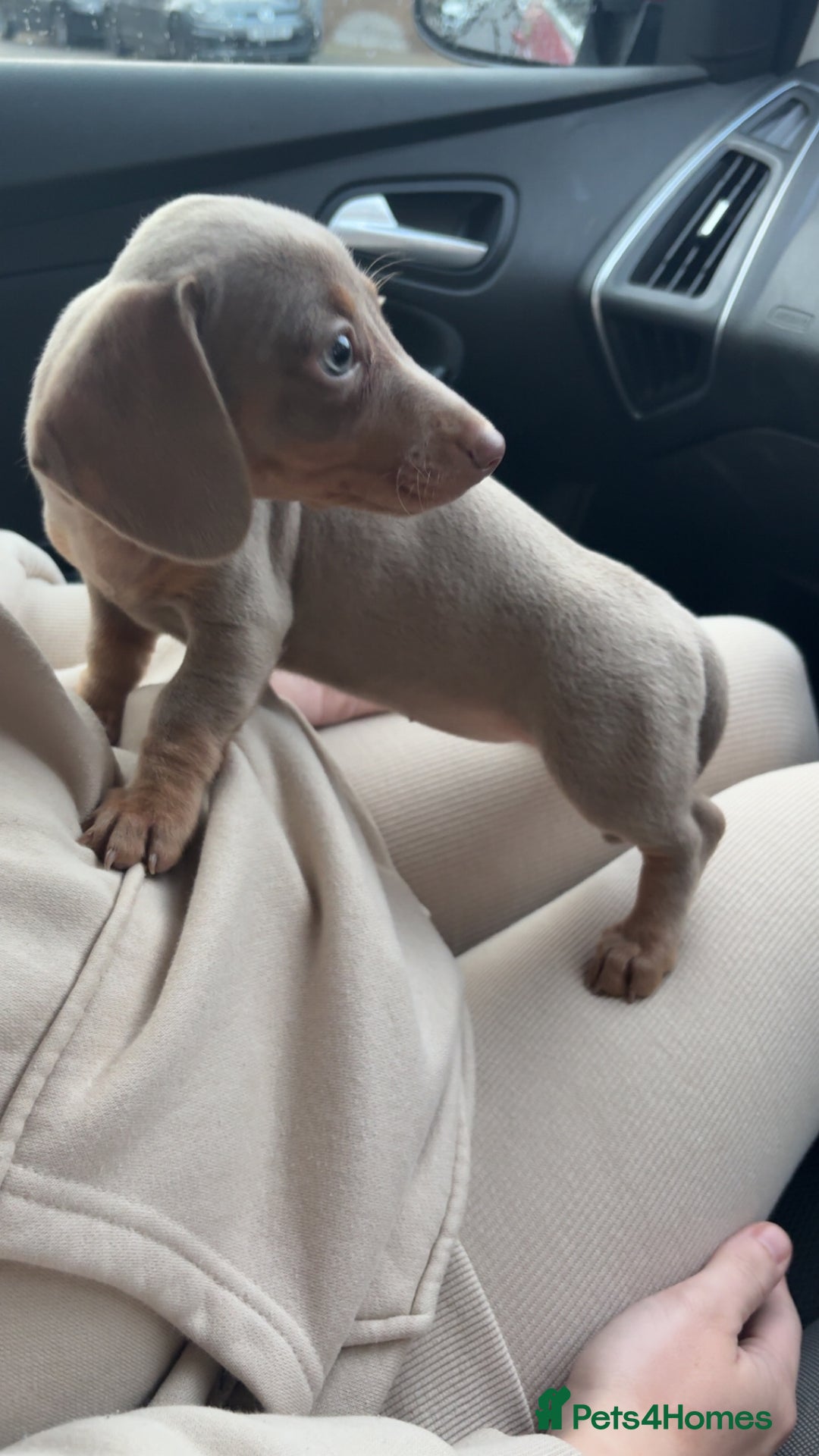Miniature Dachshund dogs for sale: Isabella and tan miniature dachshund  - Advert 3