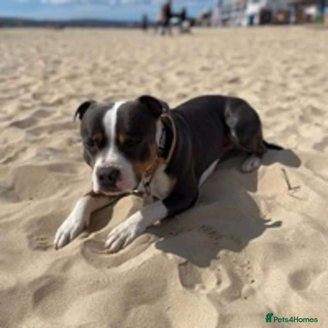 Staffordshire Bull Terrier dogs for stud: Tri blue PROVEN and only the best temperament in Swanage - Advert 12