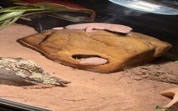 Leopard Gecko reptiles for sale: Pair of albino leopard geckos and complete setup. - Image 4