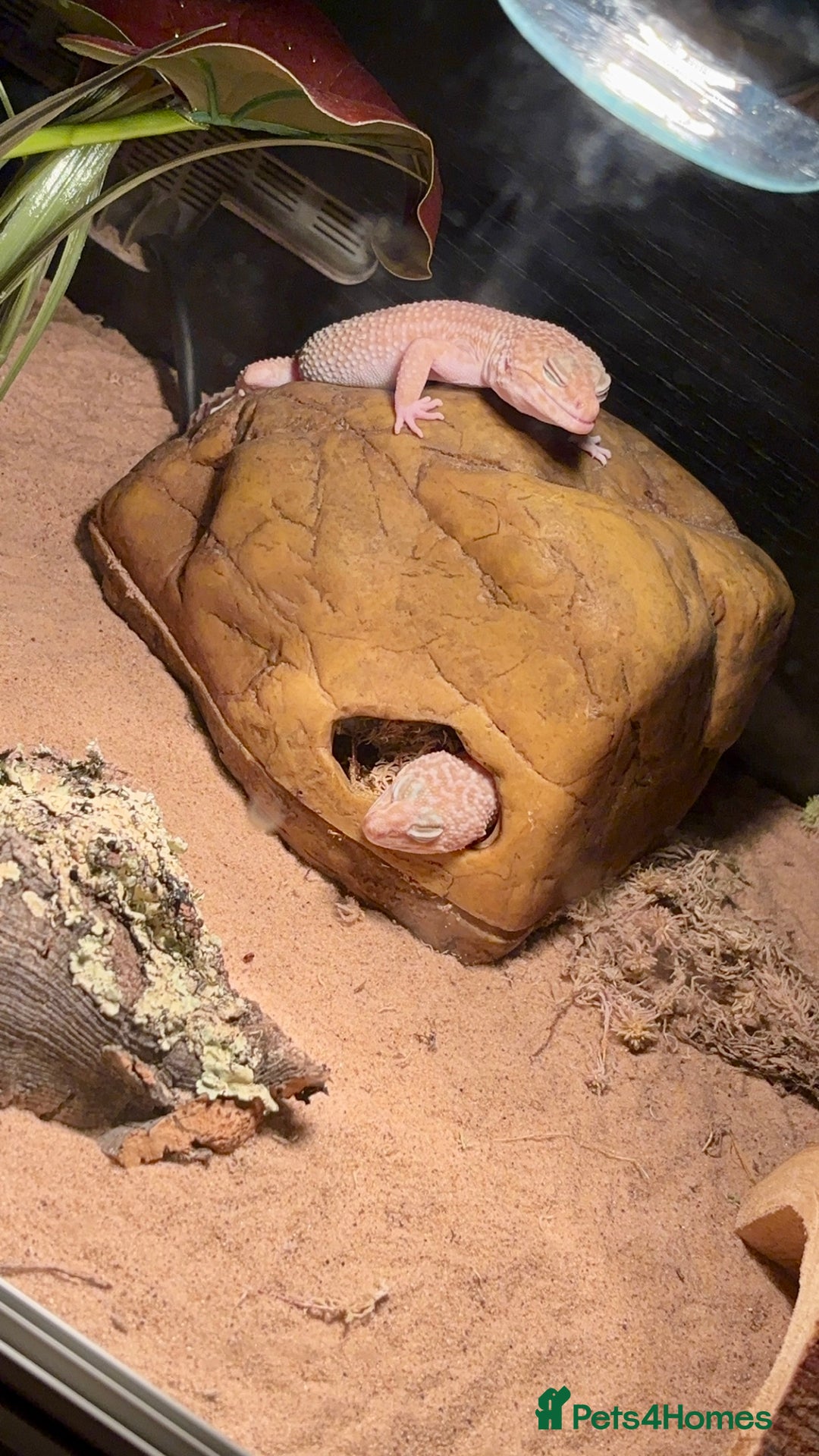 Leopard Gecko reptiles for sale: Pair of albino leopard geckos and complete setup. - Image 4
