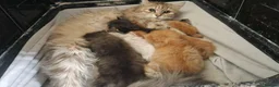 Siberian cats for sale: Siberian kittens for sale in Derby - Advert 7
