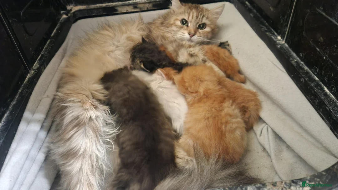 Siberian cats for sale: Siberian kittens for sale in Derby - Advert 7