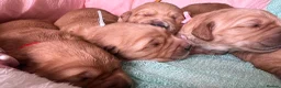 Golden Retriever dogs for sale: KC Golden Retrievers - Health Tested & Home Raised in Trowbridge - Advert 16