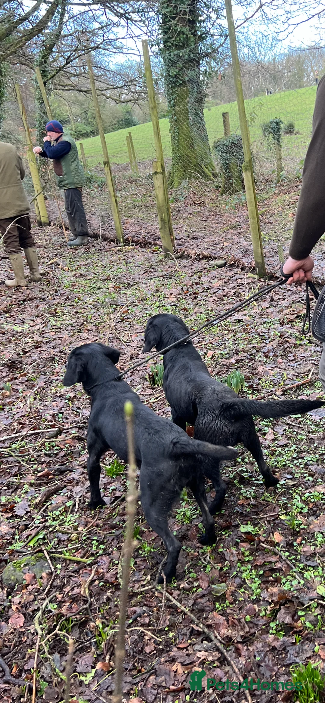 Springador dogs for sale: Springador Pups  - Advert 5