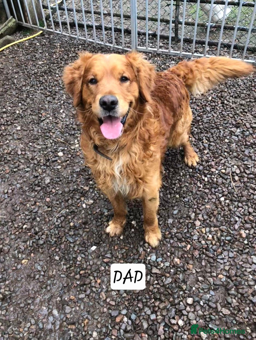 Golden Retriever dogs for sale:  golden retriever pups - Advert 18