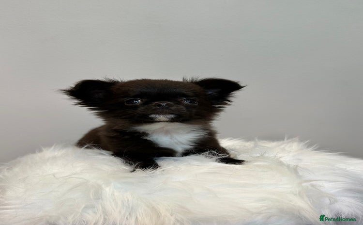 Chihuahua dogs - Advert 14