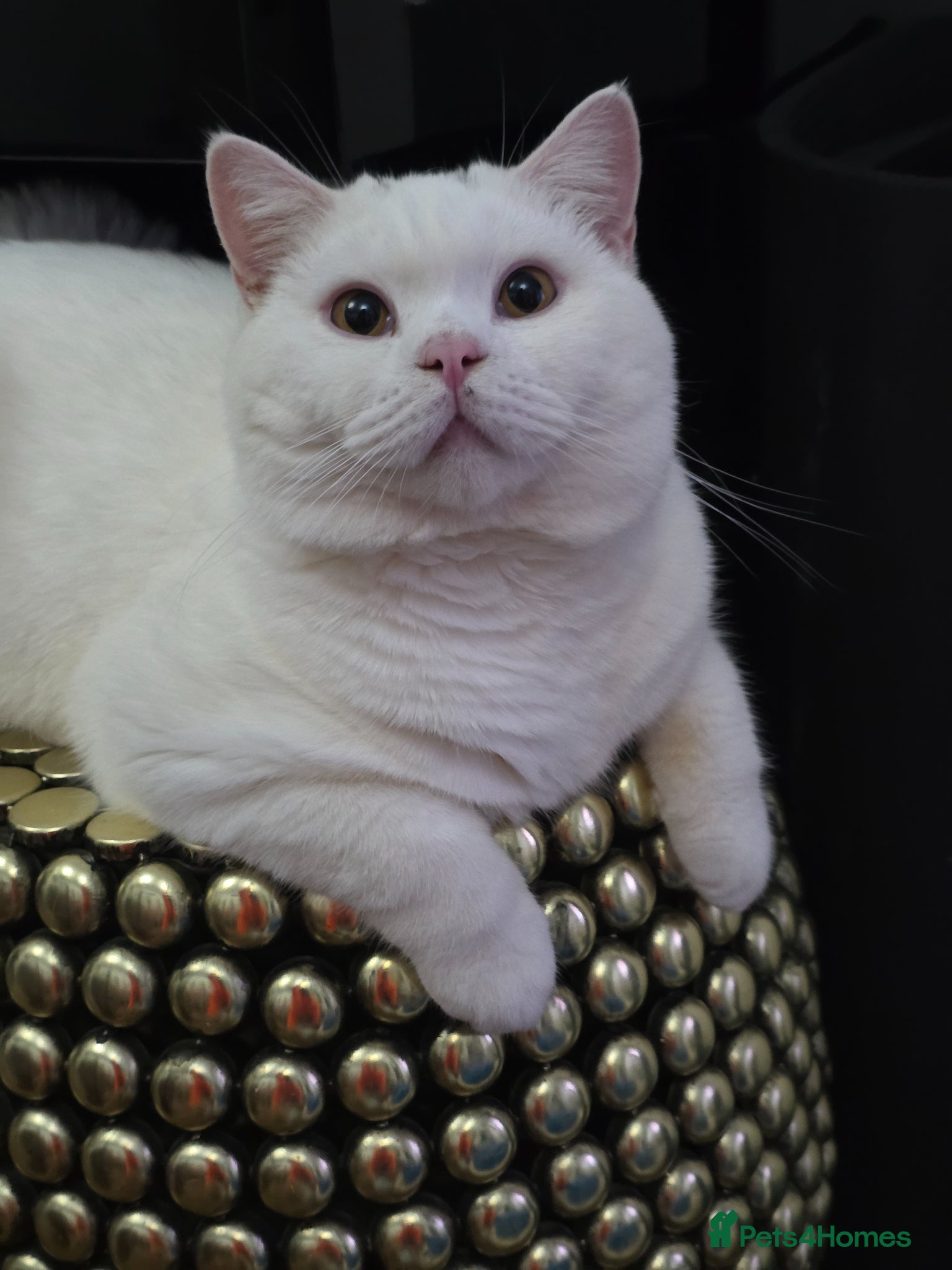 British Shorthair cats BSH White Boy GCCF registered – proven stud   - Advert 18