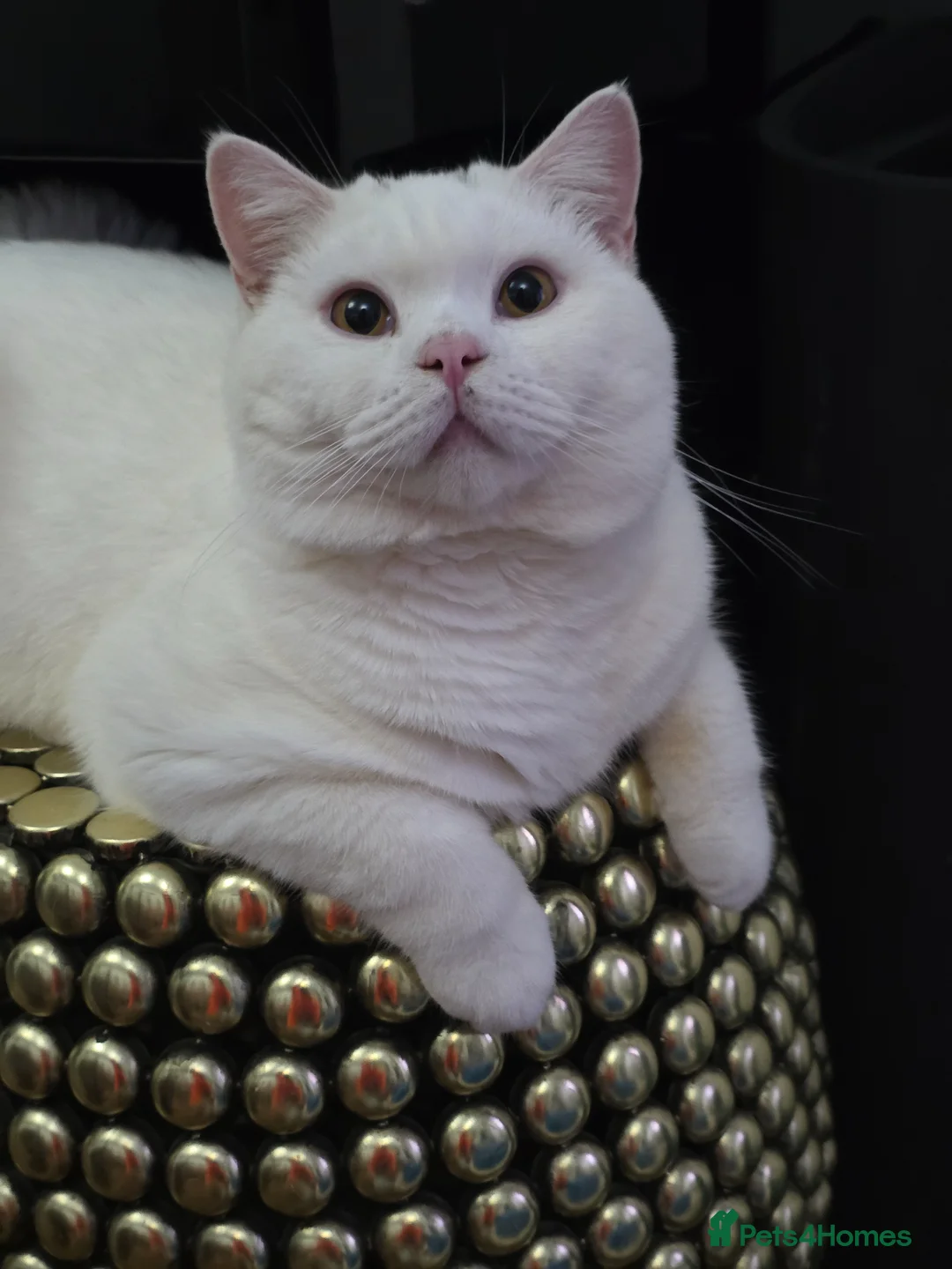 British Shorthair cats for stud: BSH White Boy GCCF registered – proven stud   - Advert 1