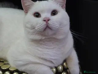 British Shorthair cats BSH White Boy GCCF registered โ proven stud - Advert 18