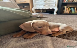 Miniature Dachshund dogs for sale: ❤️❤️⭐️Miniature dachshund⭐️❤️❤️ - Image 20