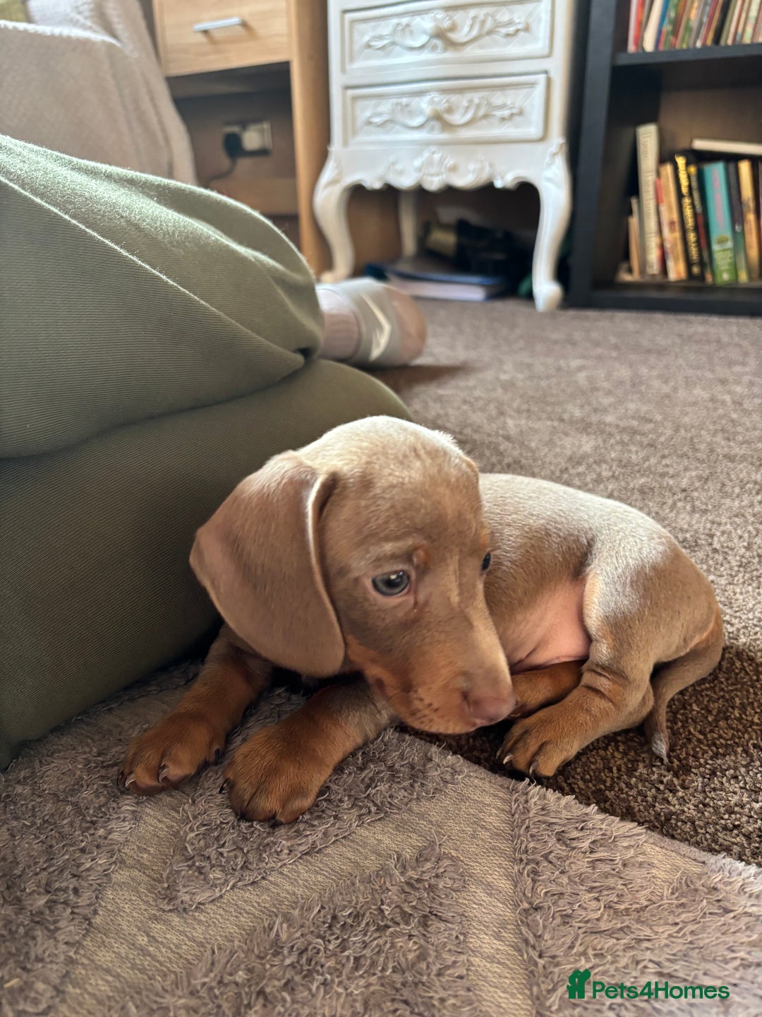 Miniature Dachshund dogs for sale: ❤️❤️⭐️Miniature dachshund⭐️❤️❤️ - Image 20