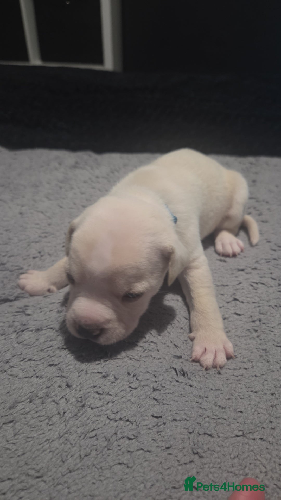 Mixed Breed dogs for sale: Staffy + cane course - Advert 5