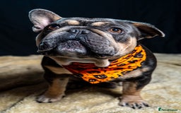 French Bulldog dogs for sale: Chunky French bulldog pups 4 girls  - Image 18