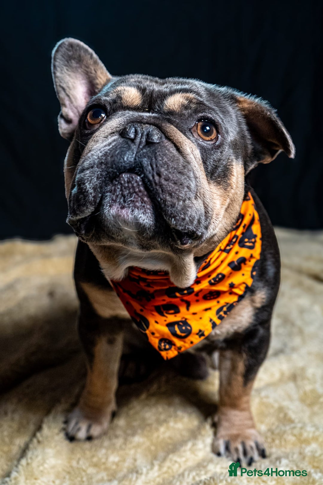 French Bulldog dogs for sale: Chunky French bulldog pups 4 girls  - Image 18