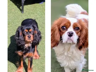 Cavalier King Charles Spaniel dogs 2 Stunning Boys available - Advert 2