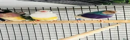 Finches birds for sale: Blue Female Gouldian Finch for sale  - Advert 5