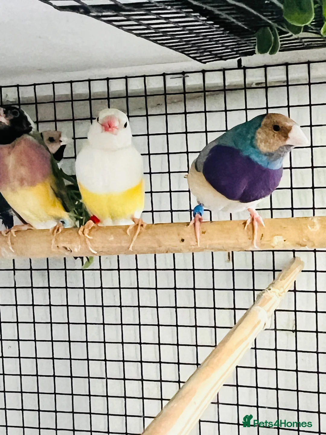 Finches birds for sale: Blue Female Gouldian Finch for sale  - Advert 5