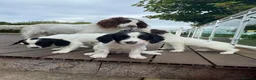 Mixed Breed dogs for sale: Beautiful springer pups in Newry - Advert 7