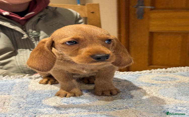 Basset Fauve De Bretagne dogs - Advert 1