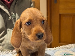 Basset Fauve De Bretagne dogs - Advert 18